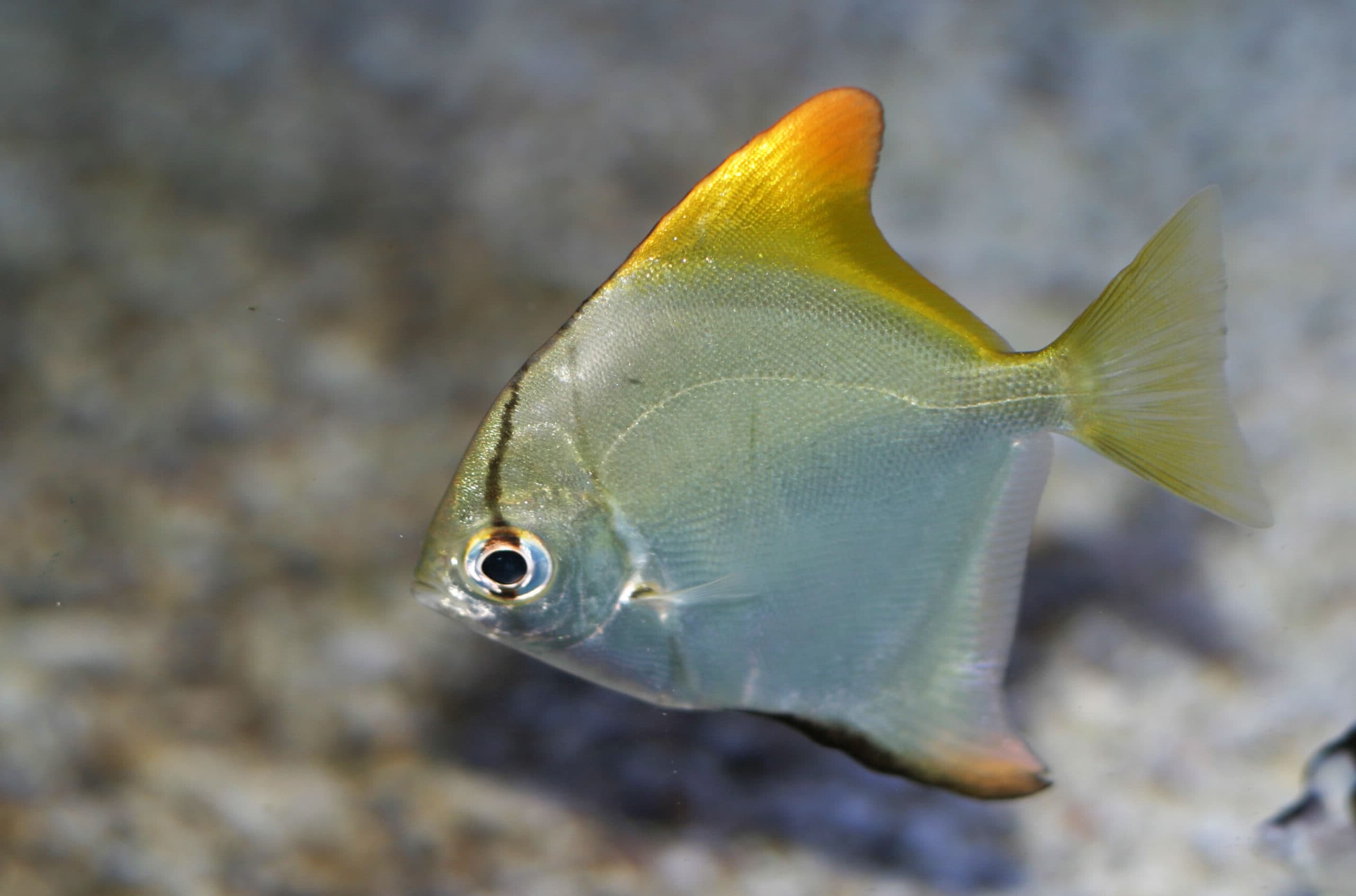Small tropical fish brackish water hotsell