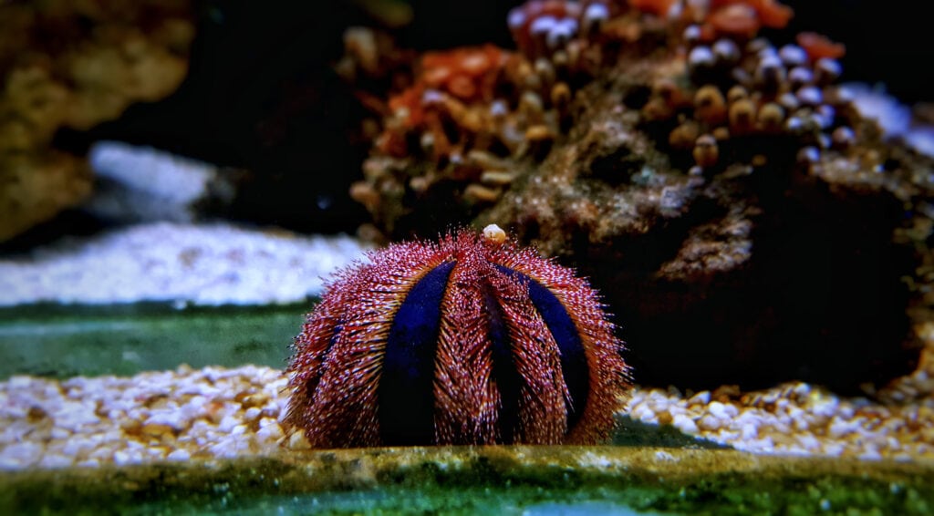 Tuxedo Urchins for Hair Algae Control Captive Bred Inverts | AlgaeBarn