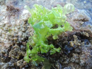 A baby outgrowth of Sea Lettuce