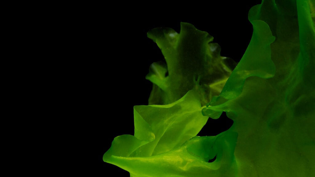 Sea Lettuce grows in ribbons