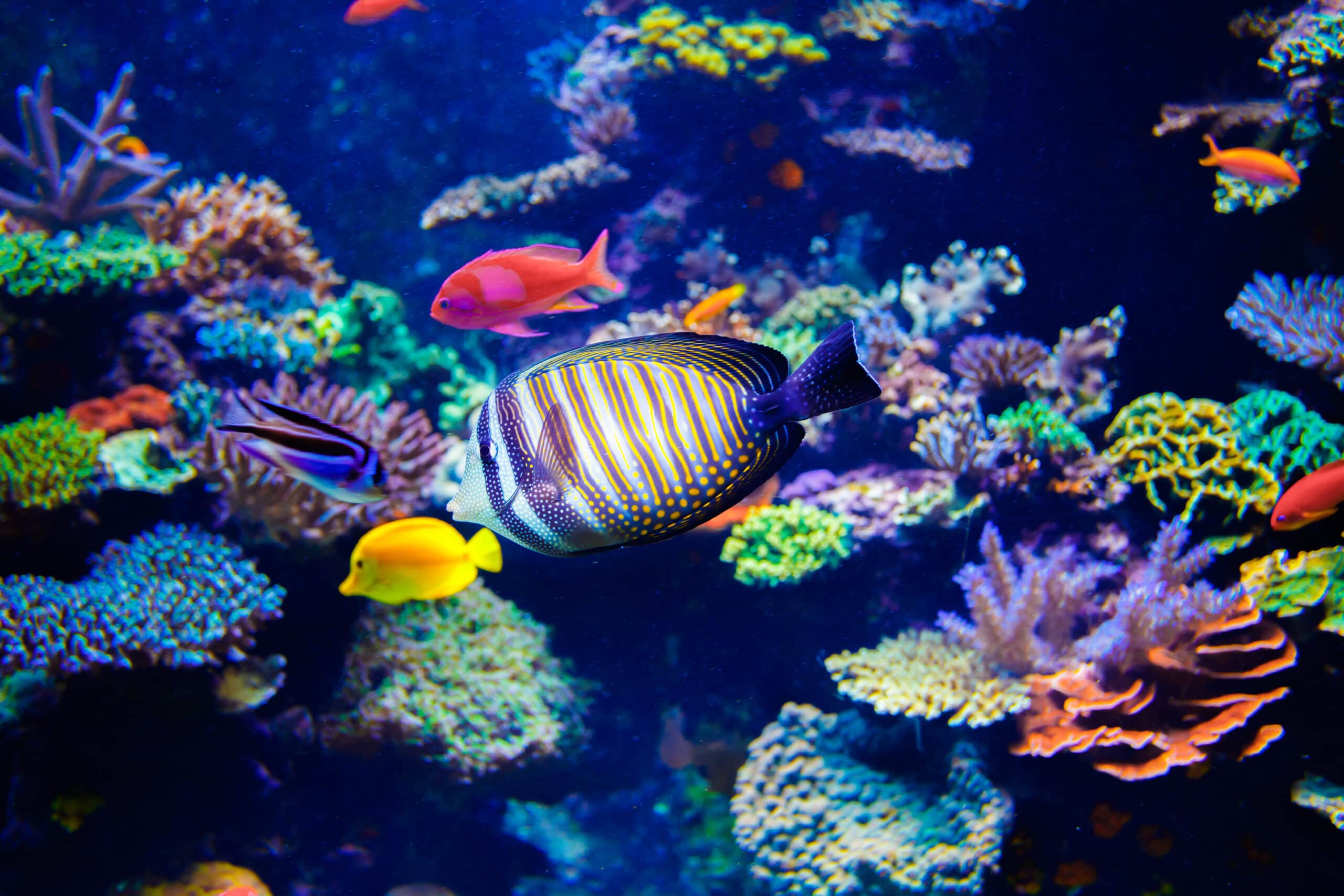 Five Aquarium Fish Best Left in the Ocean