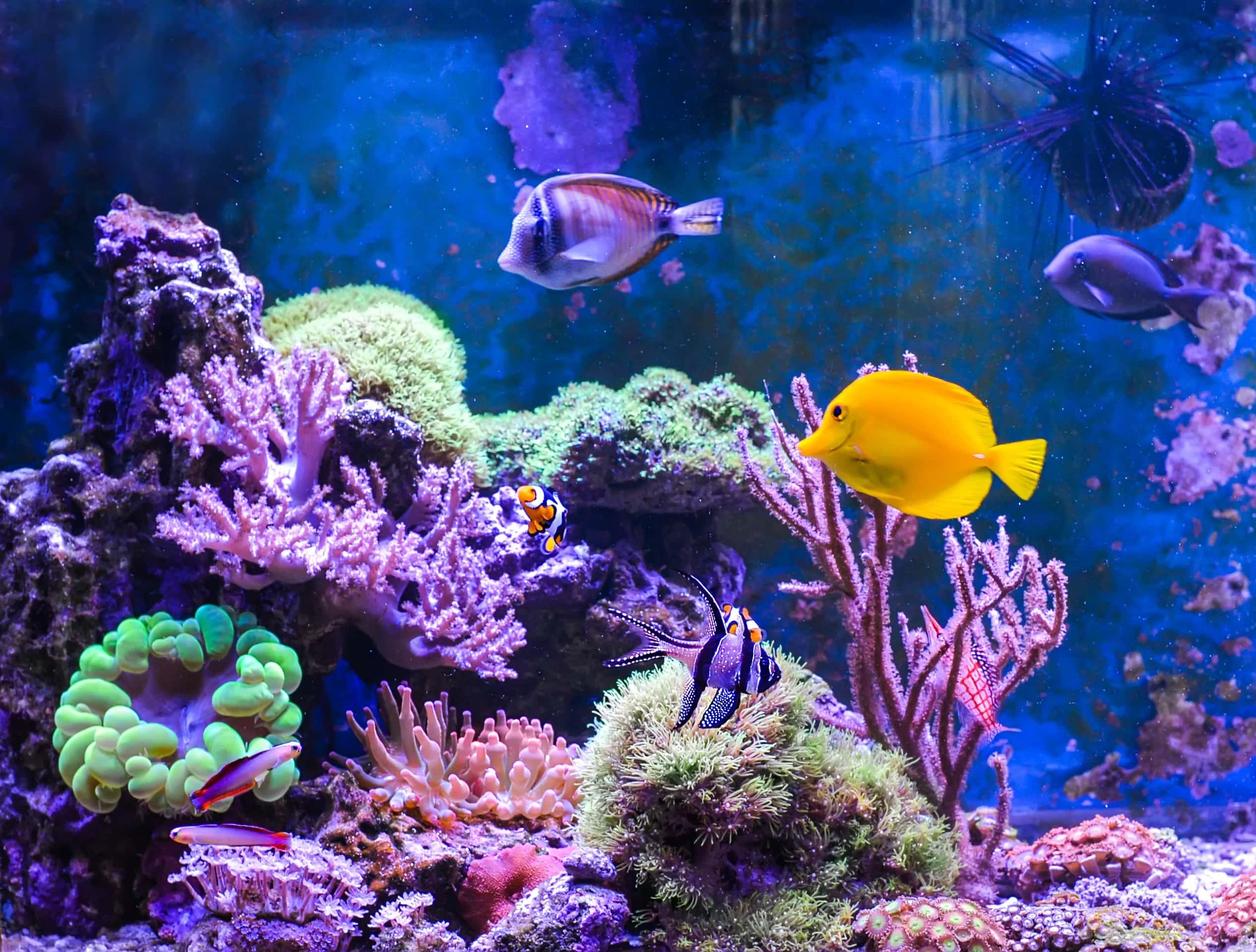 Nitrogen Cycle: Part 3 (Denitrification) | Aquarium Help | AlgaeBarn.com