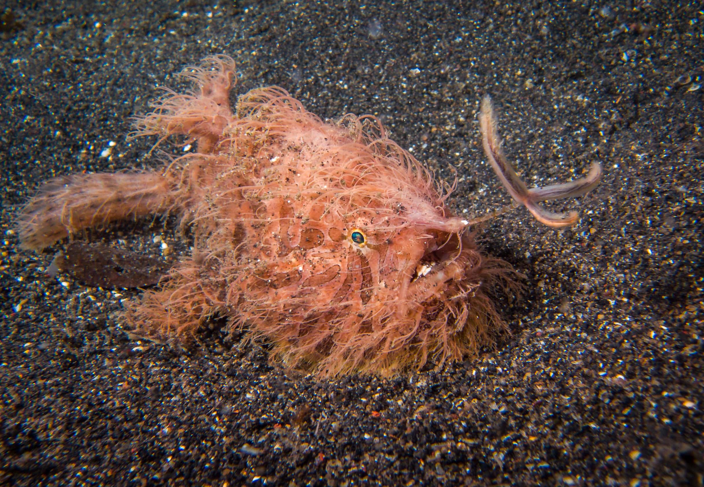 Frog Fish