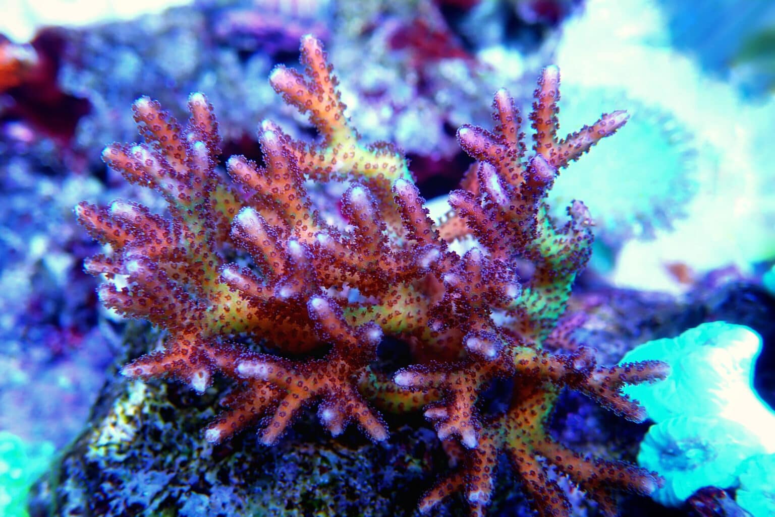 Biota Bird's Nest Coral AlgaeBarn