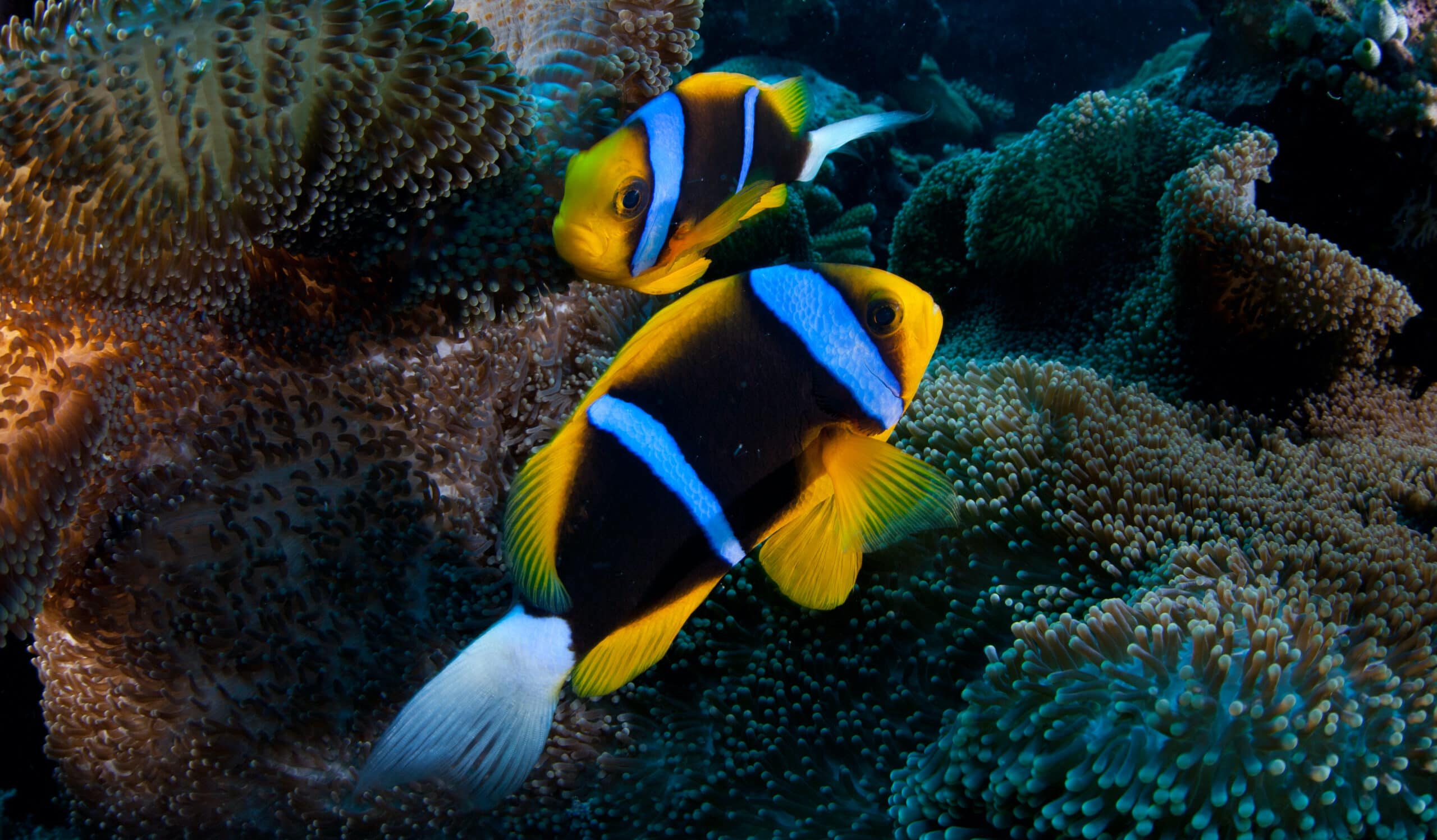 are there blue clown fish