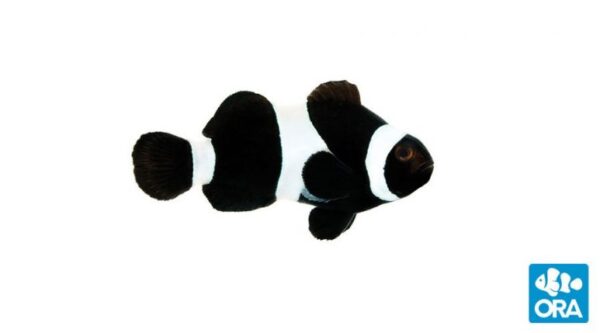 Captive Bred Black Ocellaris Clownfish