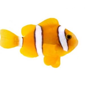 Captive Bred Clarkii Clownfish