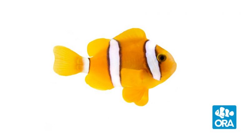 Captive Bred Clarkii Clownfish