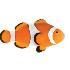 Captive Bred Ocellaris Clownfish