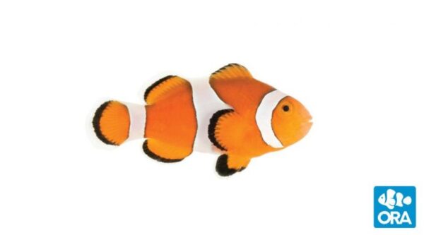 Captive Bred Ocellaris Clownfish