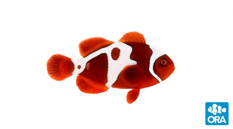 lightning maroon clownfish