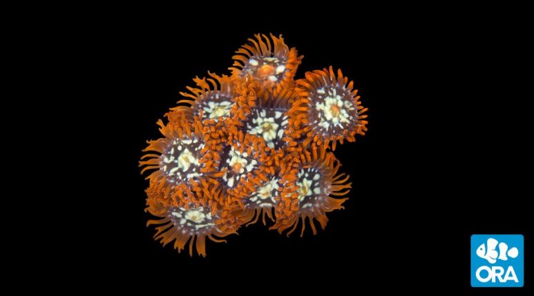 ORA Orange Zoanthids | AlgaeBarn