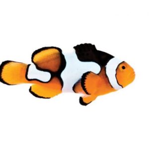 Captive-Bred Picasso Clownfish