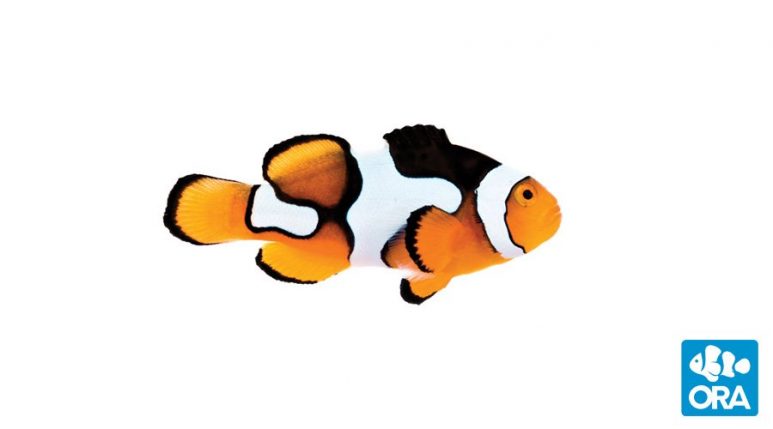 Captive-Bred Picasso Clownfish