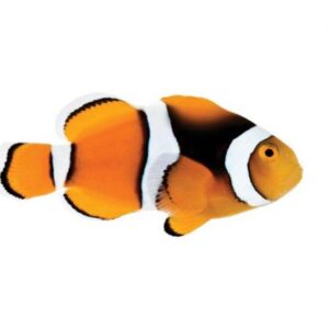 Captive Bred Percula Clownfish