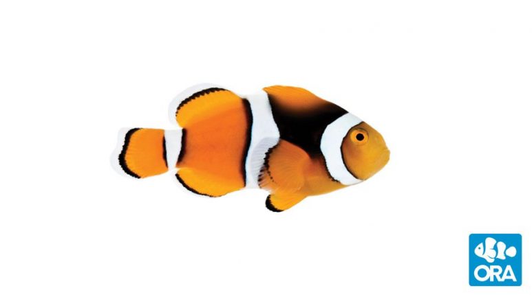 Captive Bred Percula Clownfish