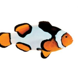 ELOS Fresco Foods Convenient Reef Nutrition Product Info AlgaeBarn