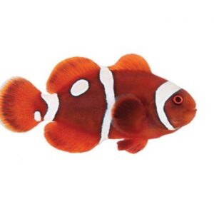 Gold Dot Maroon Clownfish