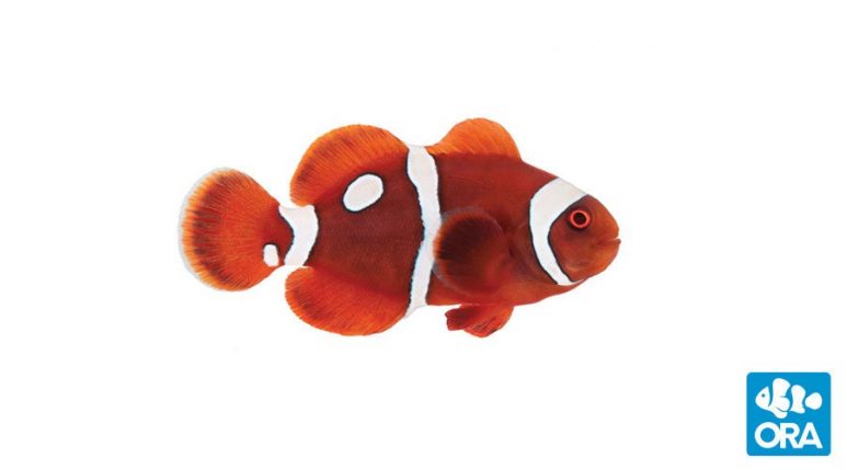 Gold Dot Maroon Clownfish