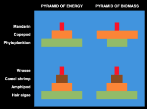 trophic structures energy and biomass