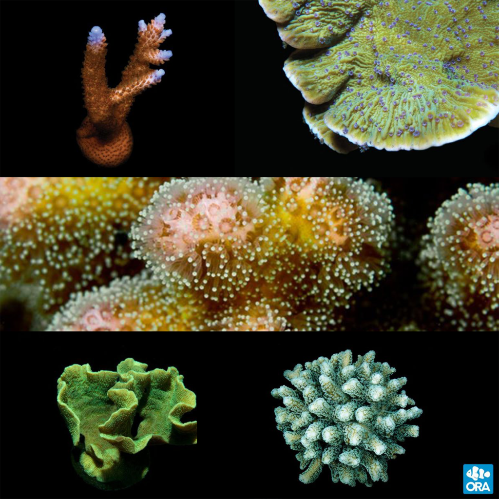 coralcoralページ Coral FREE 1 get 3 Buy Orders. All for Coral FREE | coralSLover チーク