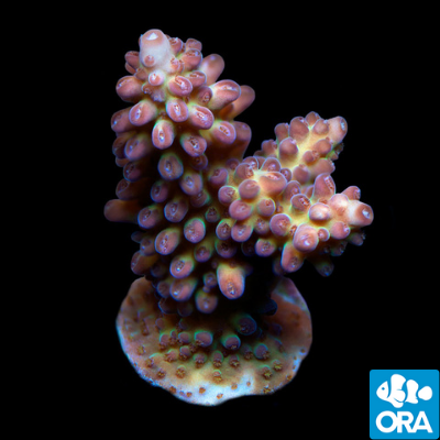 ORA Micronesian Imperial Acropora Coral