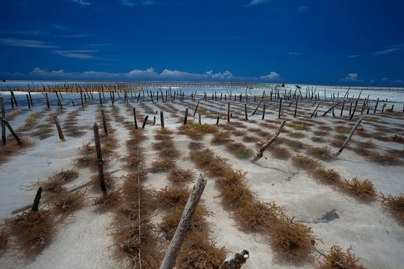 How Red Ogo is Helping to Restore the US Pacific Coastline