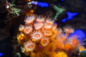 create a healthy trophic structure for a beautiful reef
