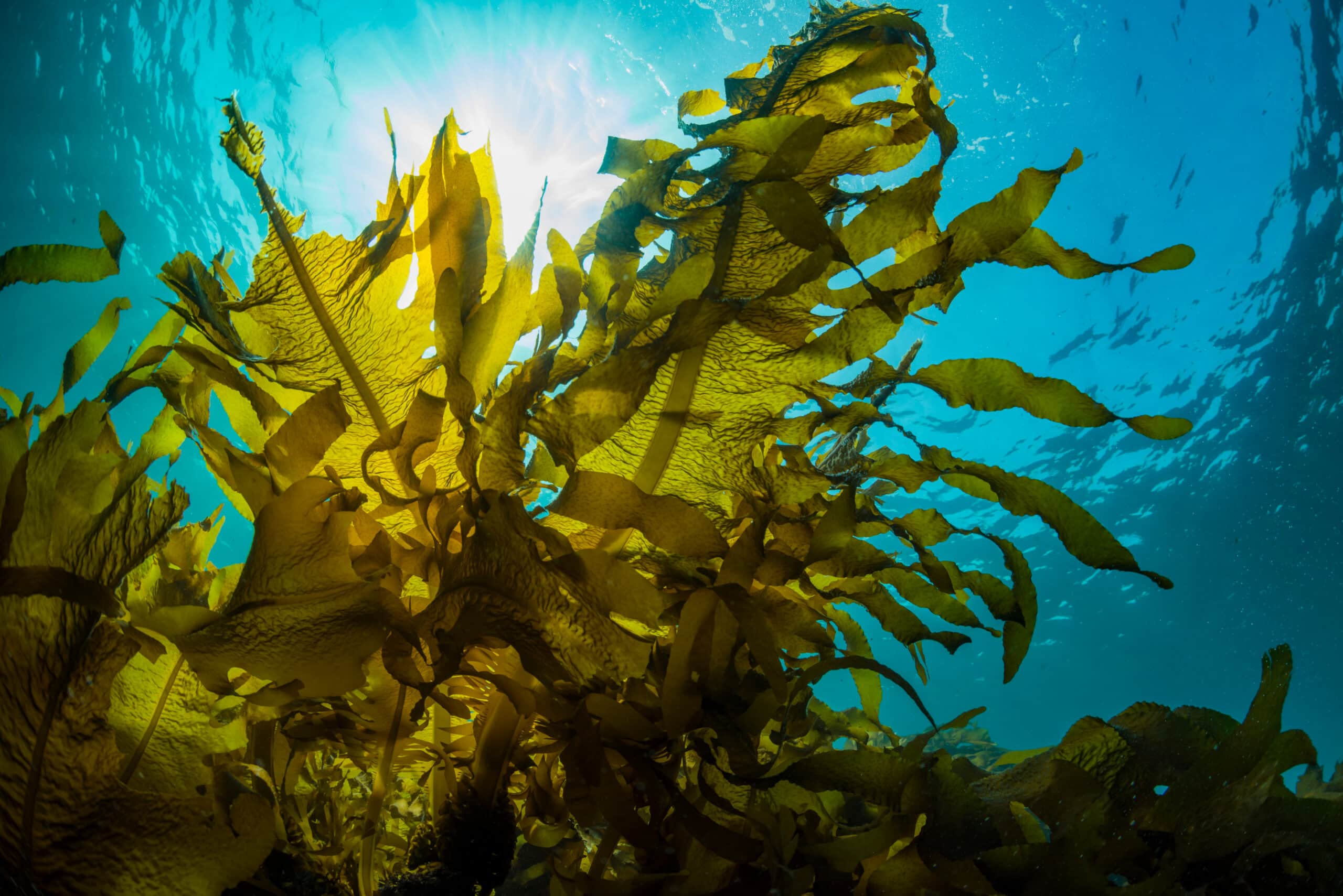 Seaweed in discount saltwater aquarium