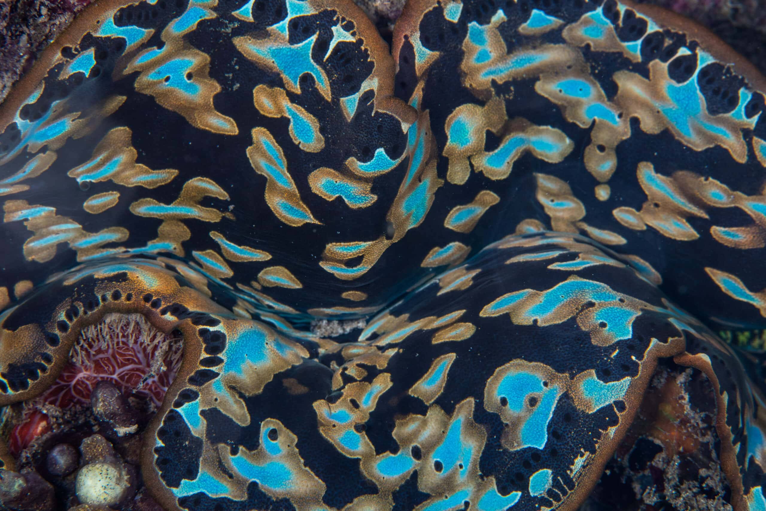 Tridacna clearance