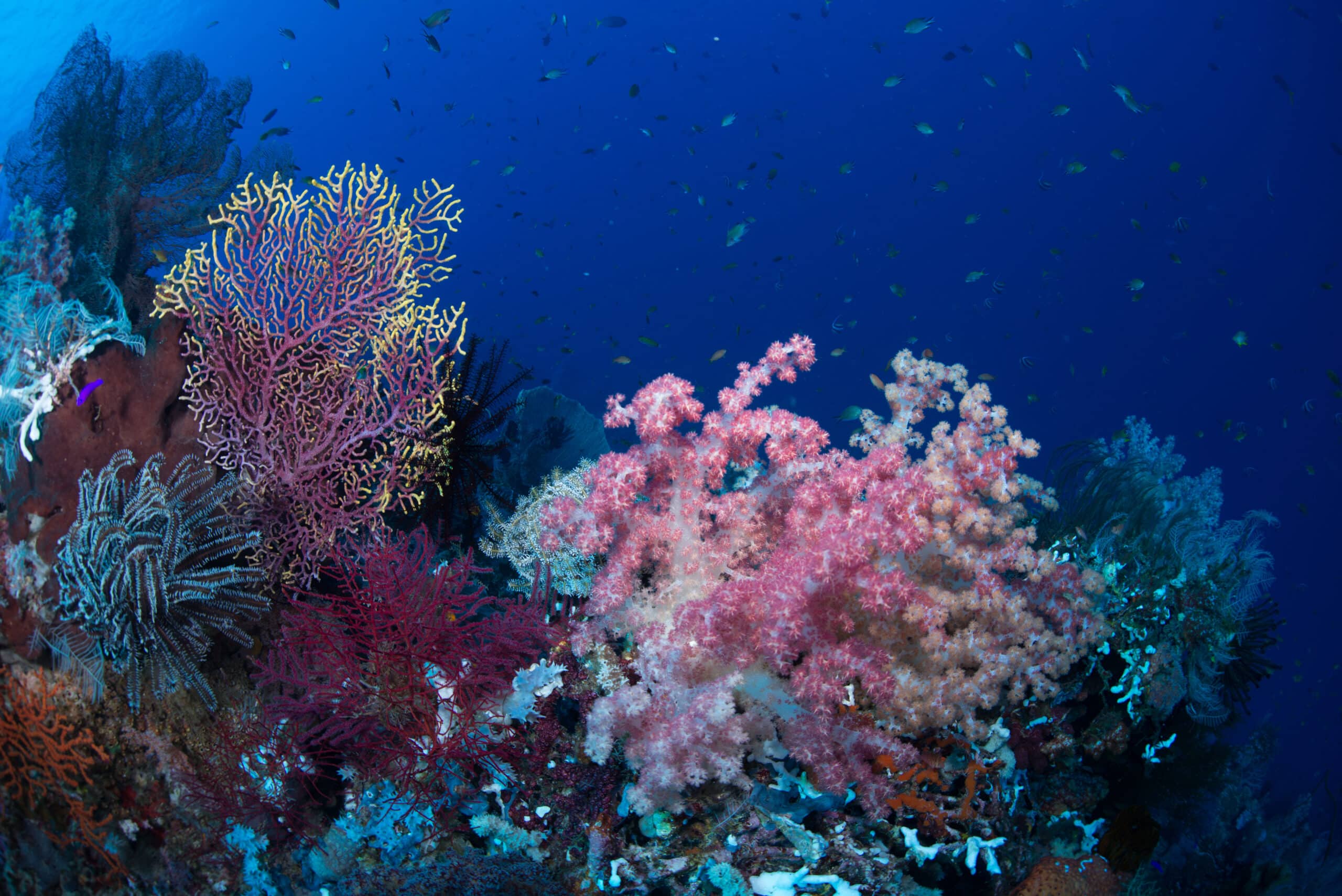 Nonprofit Spotlight: ARC Reef | Our Oceans | AlgaeBarn