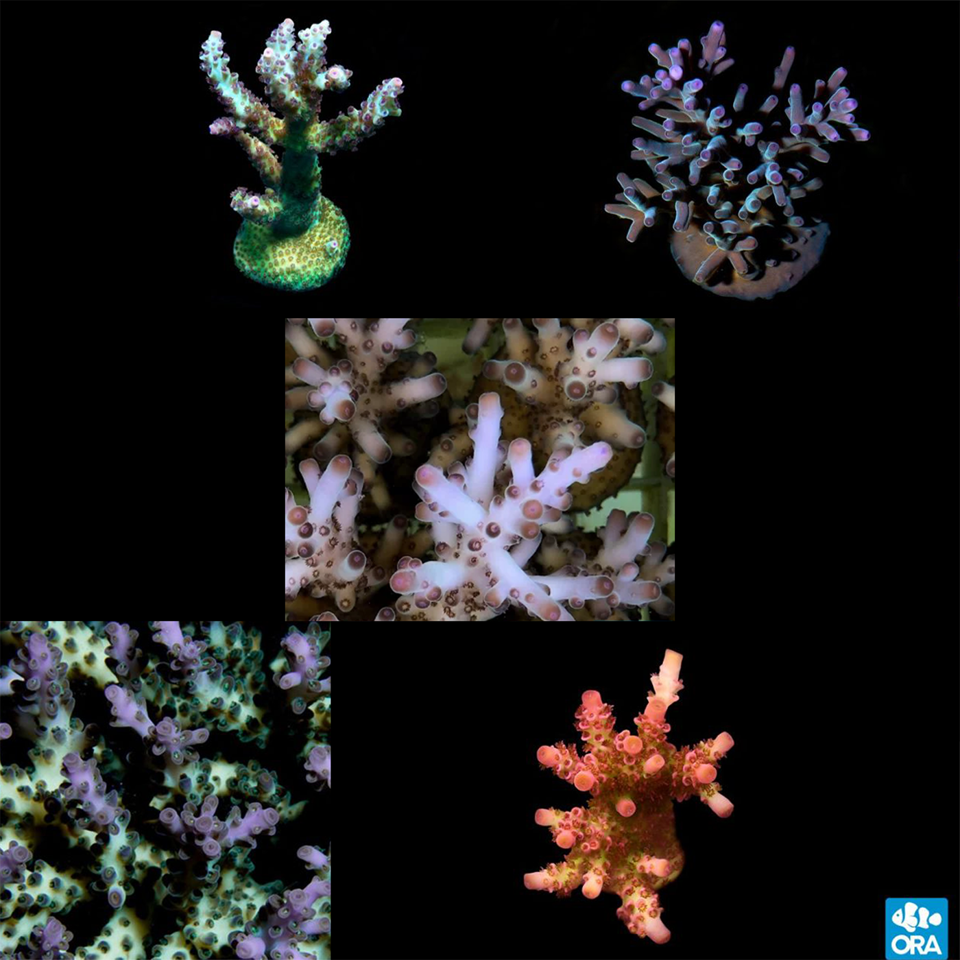 Aquacultured Assorted Premium Acropora Frag 5 Pack