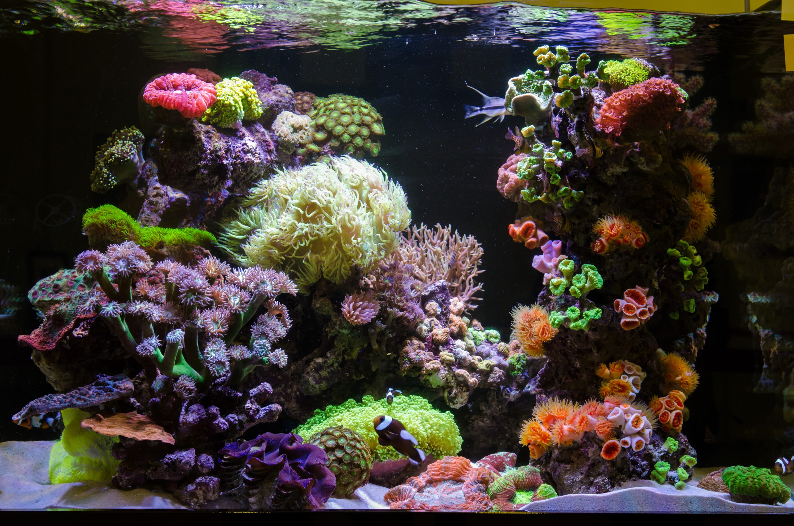 Clean Up Crew, Saltwater Aquarium Health