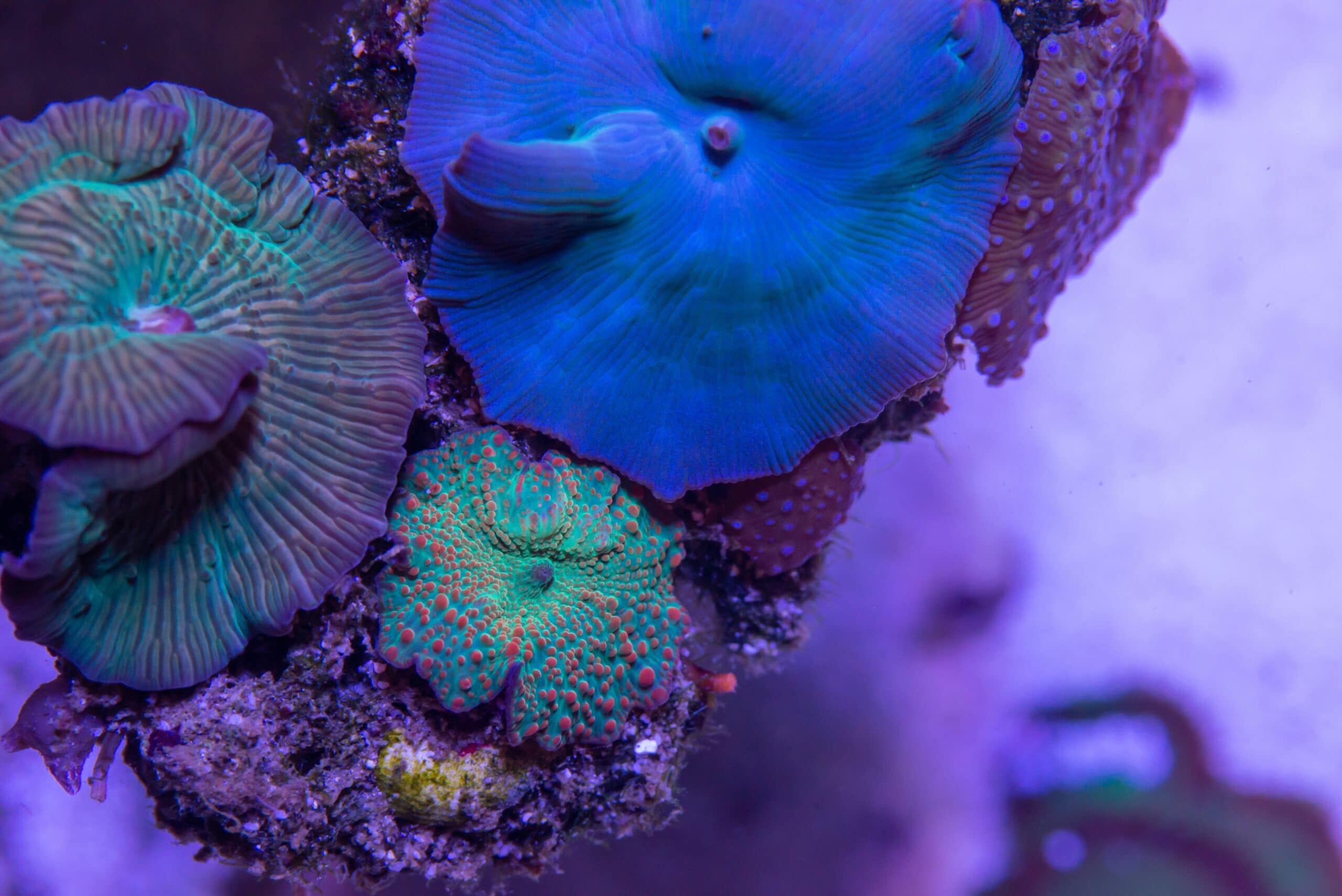 Blue Coral: Most Up-to-Date Encyclopedia, News & Reviews