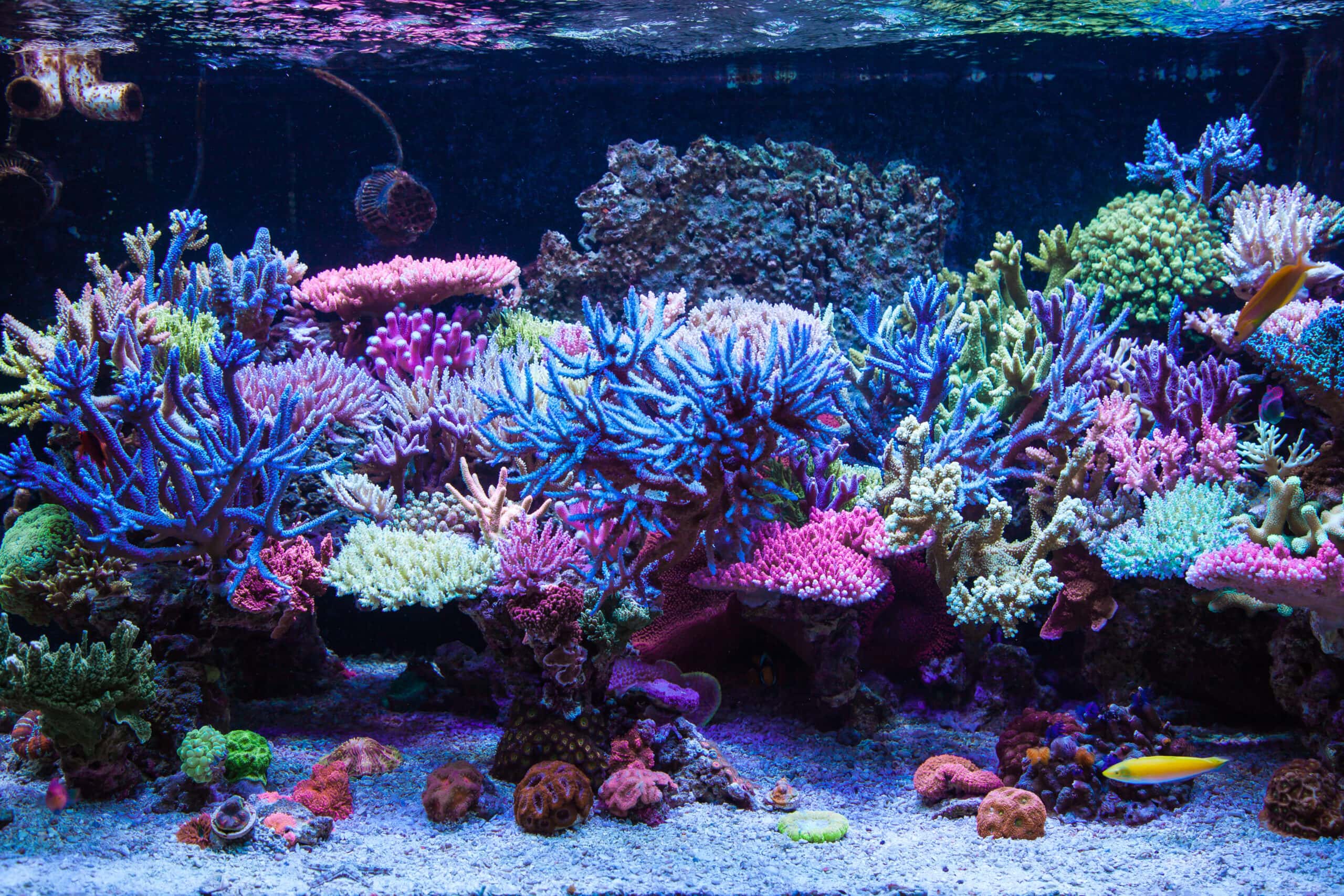 Saltwater fish tank sale