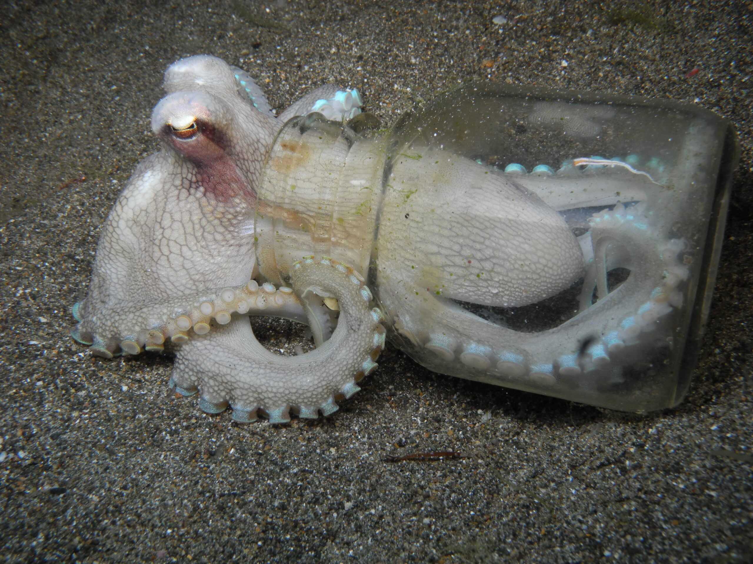 Freshwater Octopus Pet