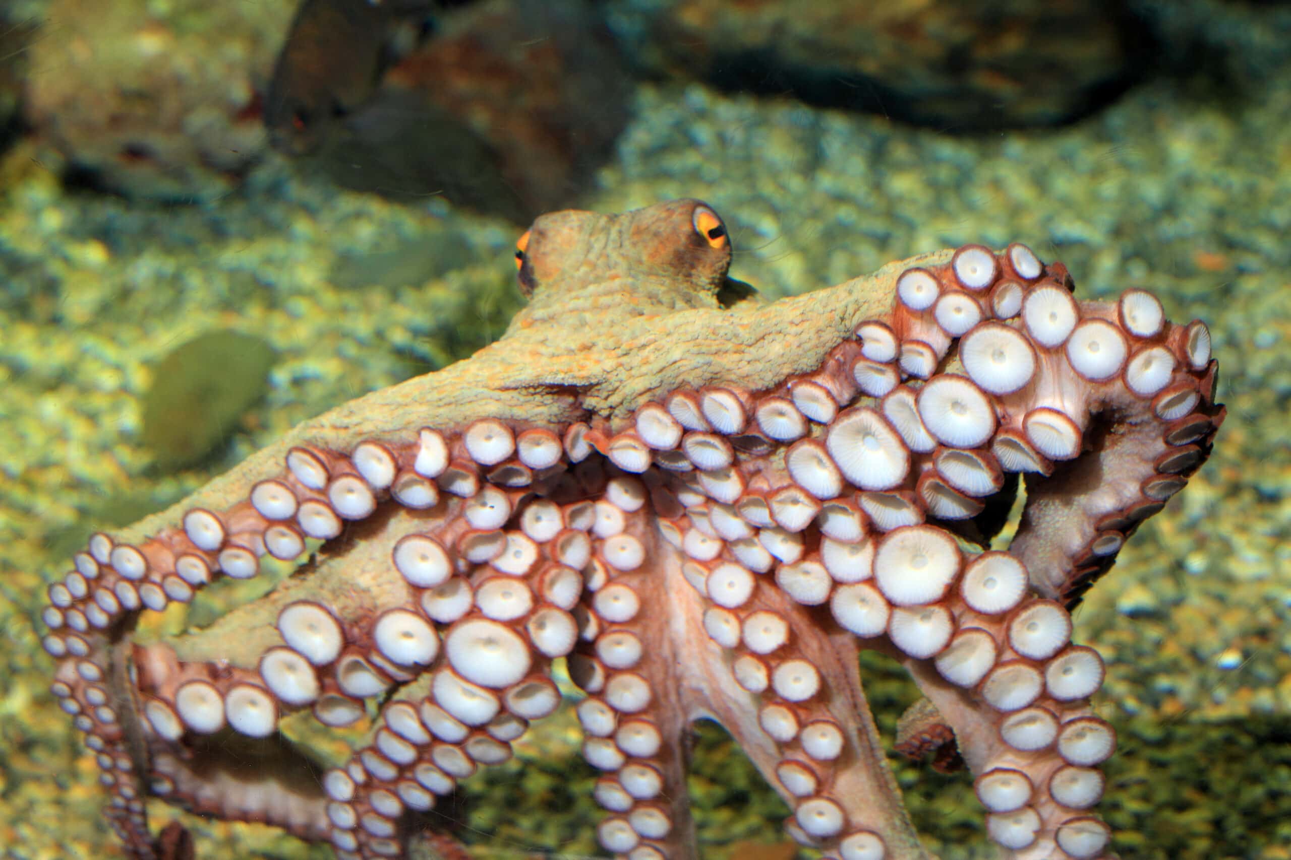 Freshwater Octopus Pet