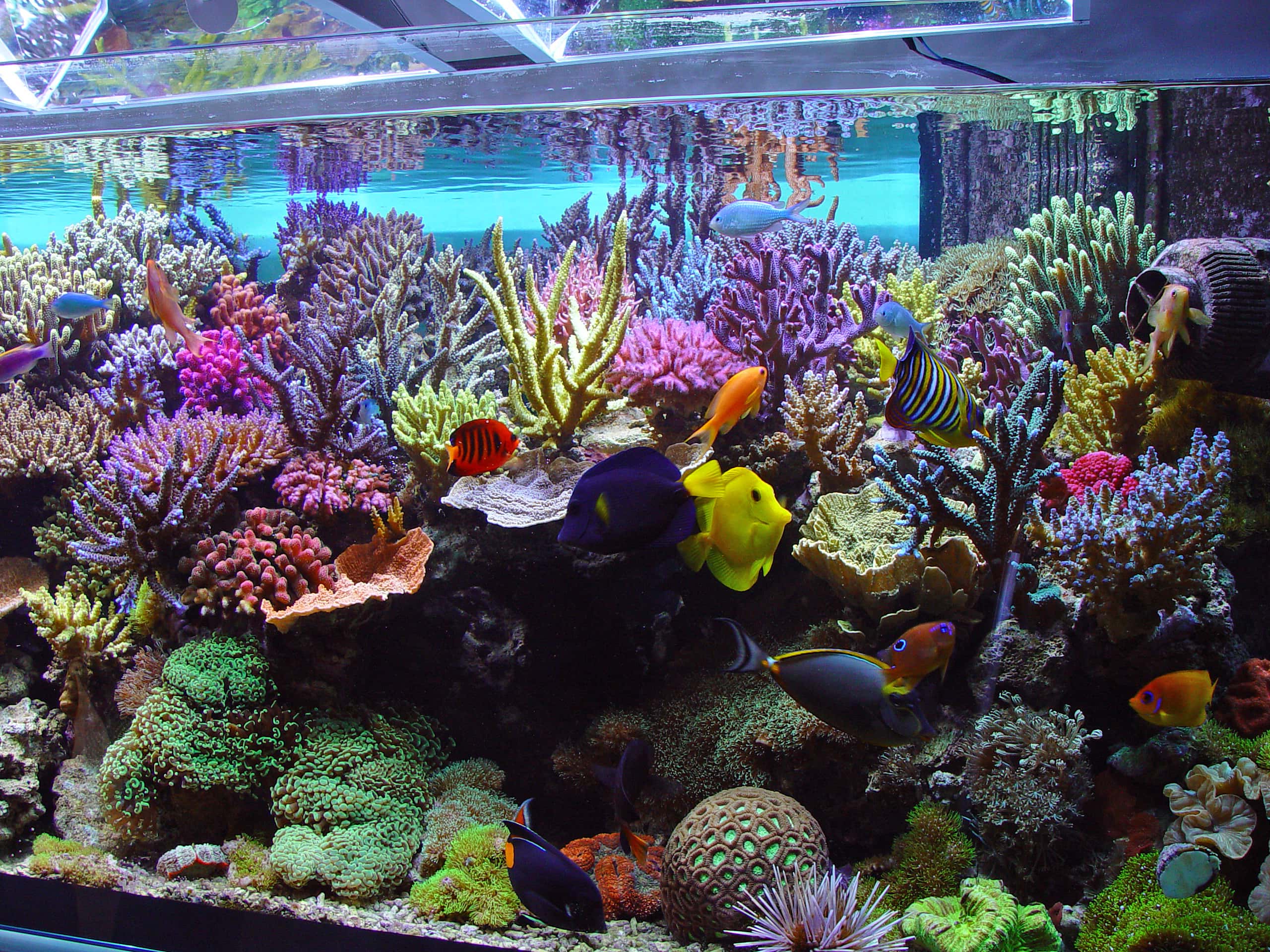 Sustainable clearance fish tank