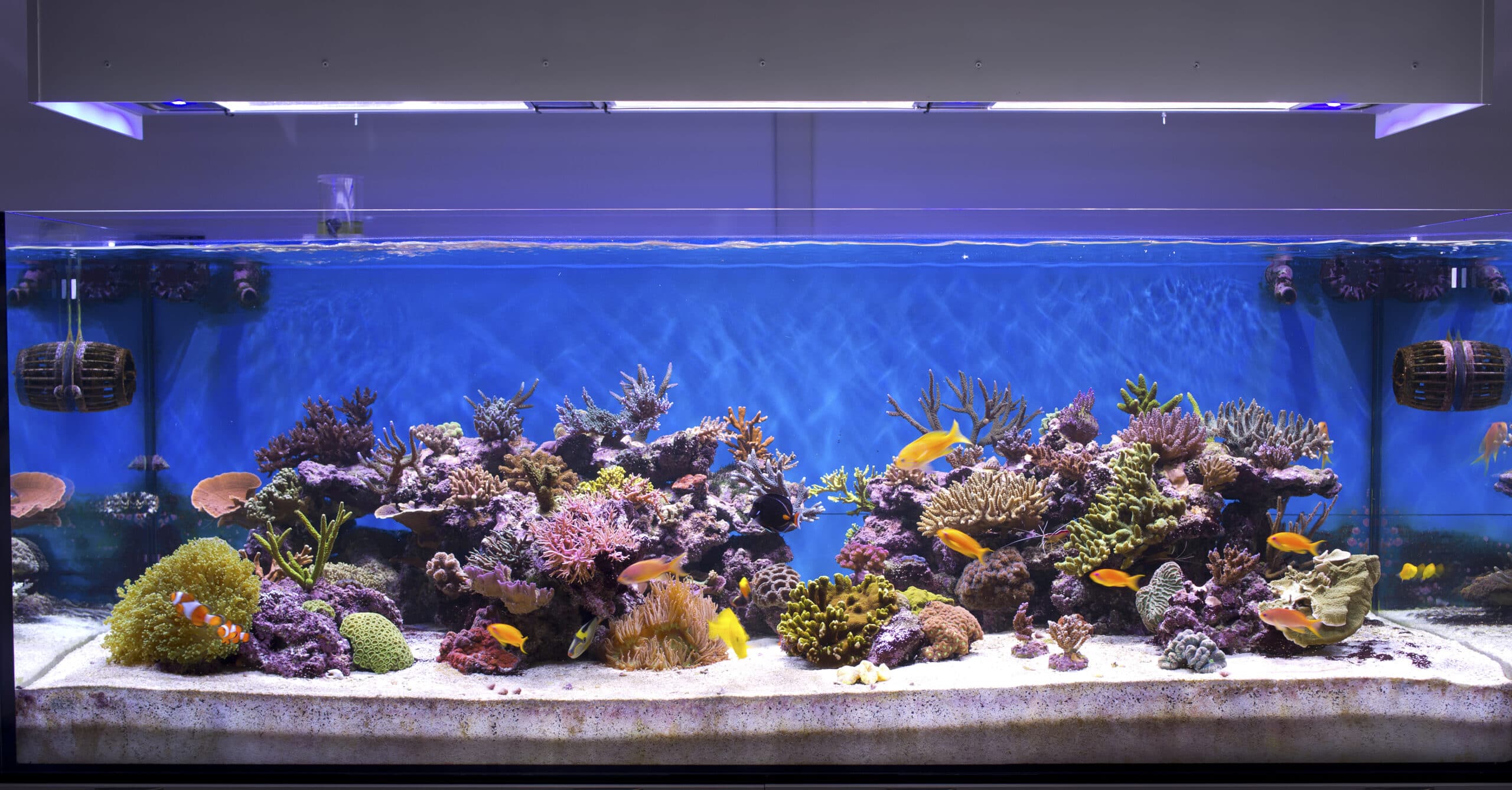 Aquarium Overflow Styles Saltwater Aquariums AlgaeBarn