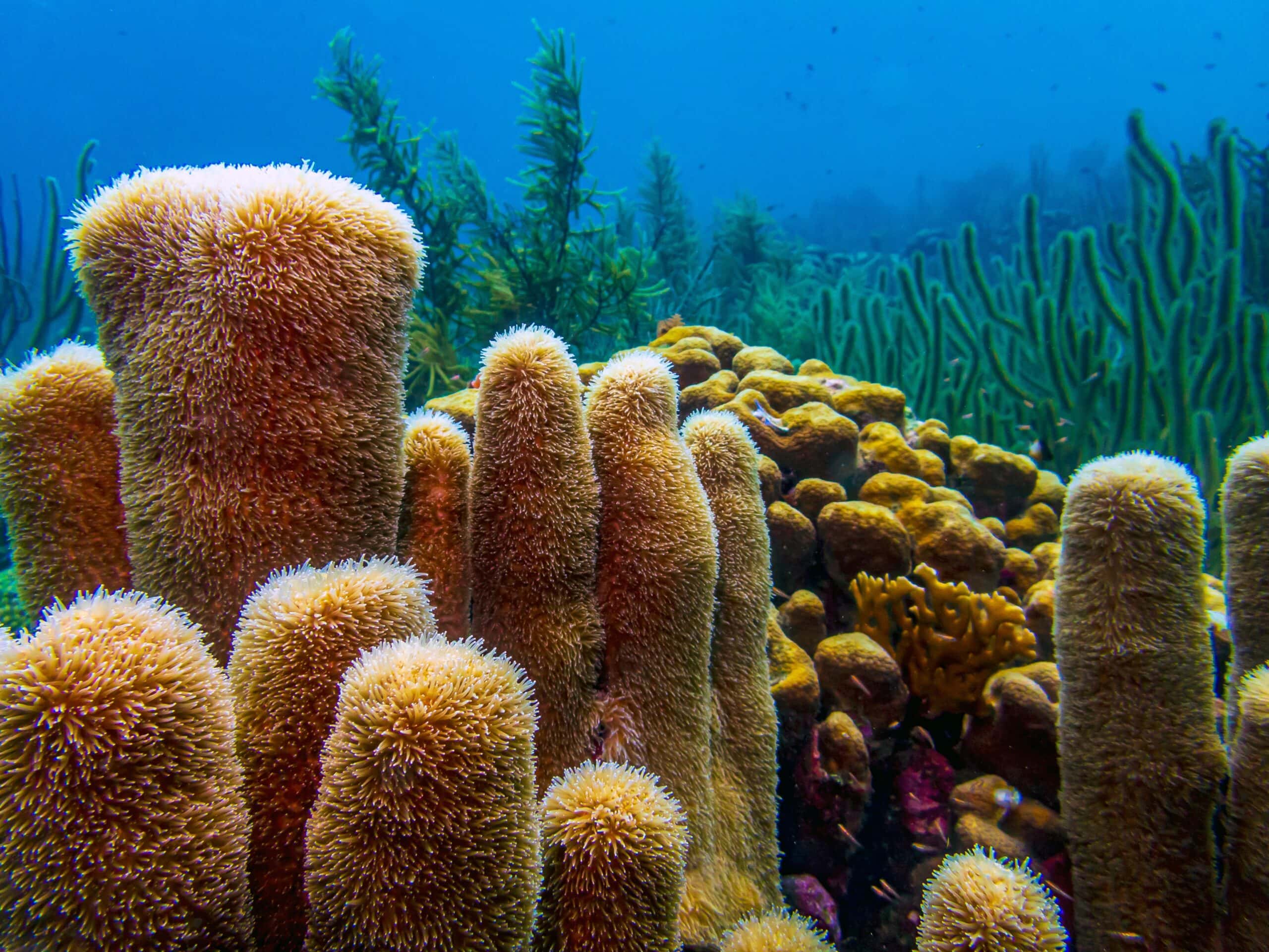 Caribbean natural sea sponge combo pack